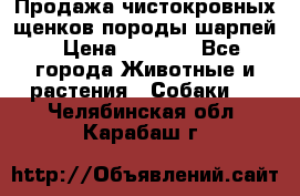 Продажа чистокровных щенков породы шарпей › Цена ­ 8 000 - Все города Животные и растения » Собаки   . Челябинская обл.,Карабаш г.